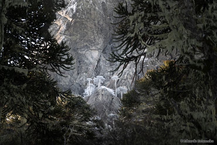 Frozen araucarias on Las Peinetas monutain